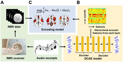 Exploring Hierarchical Auditory Representation via a Neural Encoding Model